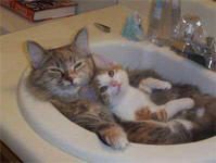 Cats leave behind hair that can trigger allergic reactions